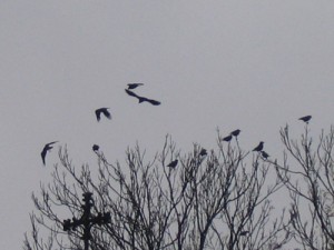 kraehen2