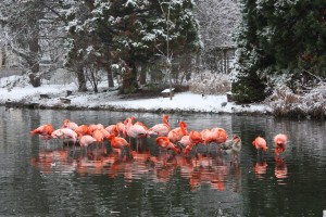 Winterlicher Flamingosee_Zooschule Heidelberg