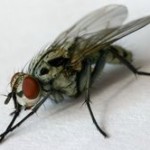 Fliege