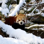 Foto: Heidrun Knigge/Zoo Heidelberg