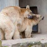 Braunbär_Fischer