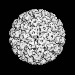 Modellierte Darstellung eines humanen Papillomvirus