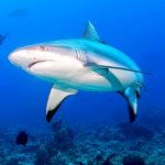 circle-shark.png