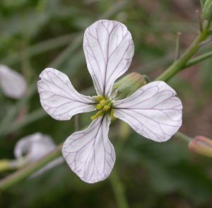 kreuzblüte