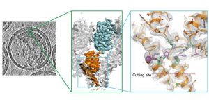 Die Forscher bestimmten die 3D Struktur der Schnittstelle im HI-Virus. Foto: Florian Schur/EMBL