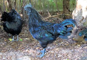 ayam-cemani